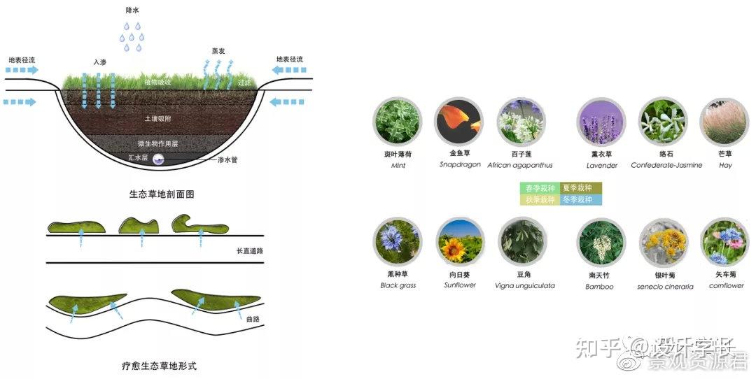 2021毕设配套素材10丨植物分析psd大汇总 - 知乎