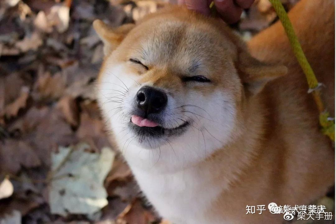 柴犬壁纸 搞笑图片