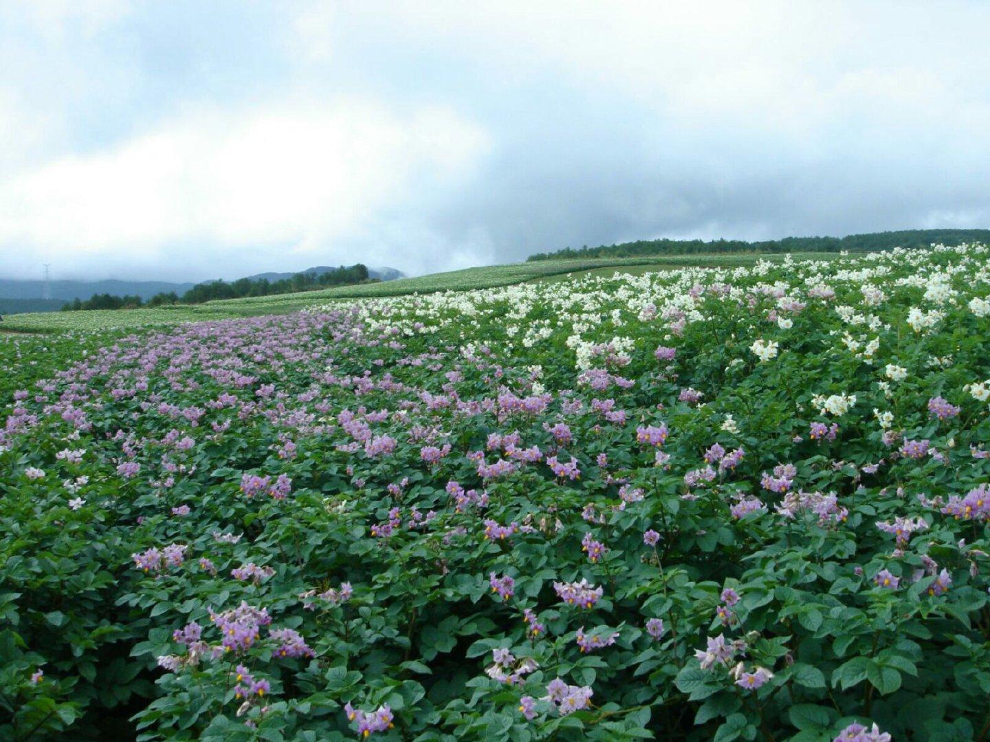 是丽江最大的洋芋种植基地之一,享有"油彩太安,天宫仙境","彩云花田