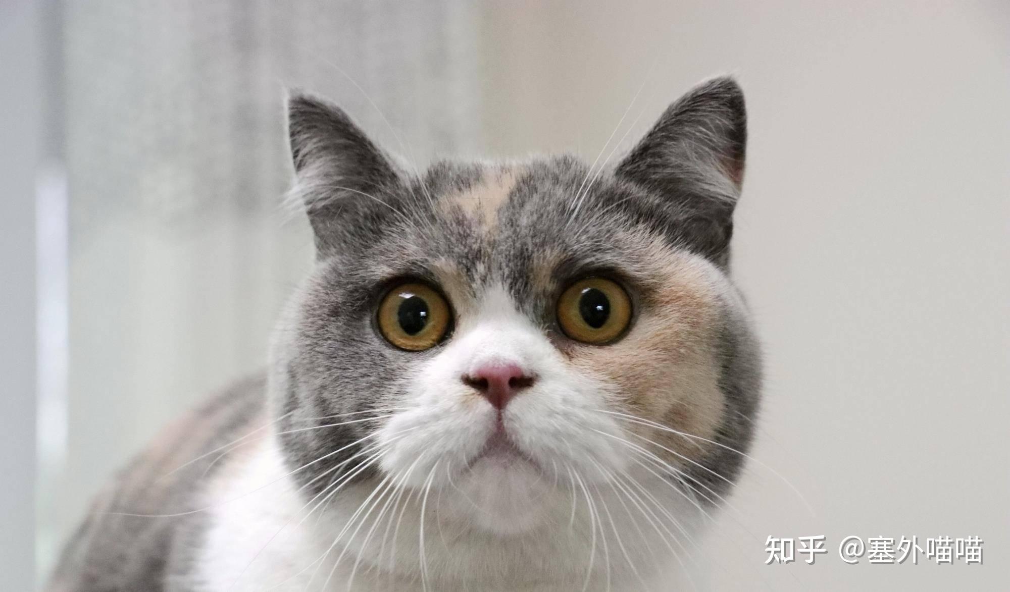三花猫是公猫还是母猫：这里有最科学的解答！ - 知乎