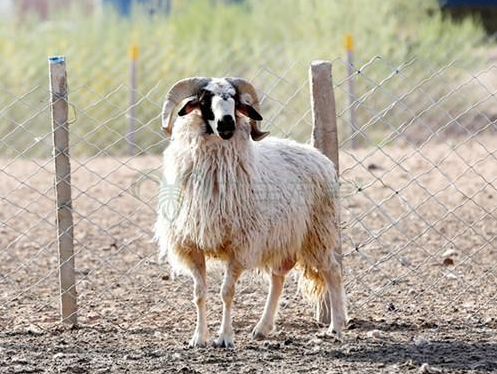 盐池的滩羊吃什么