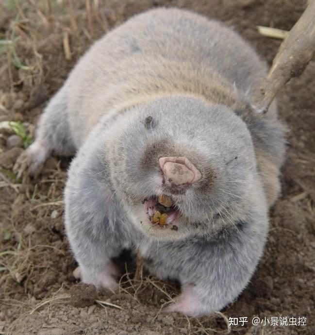 鼹鼠?鼢鼠?这些让人头疼的地鼠你分得清吗?