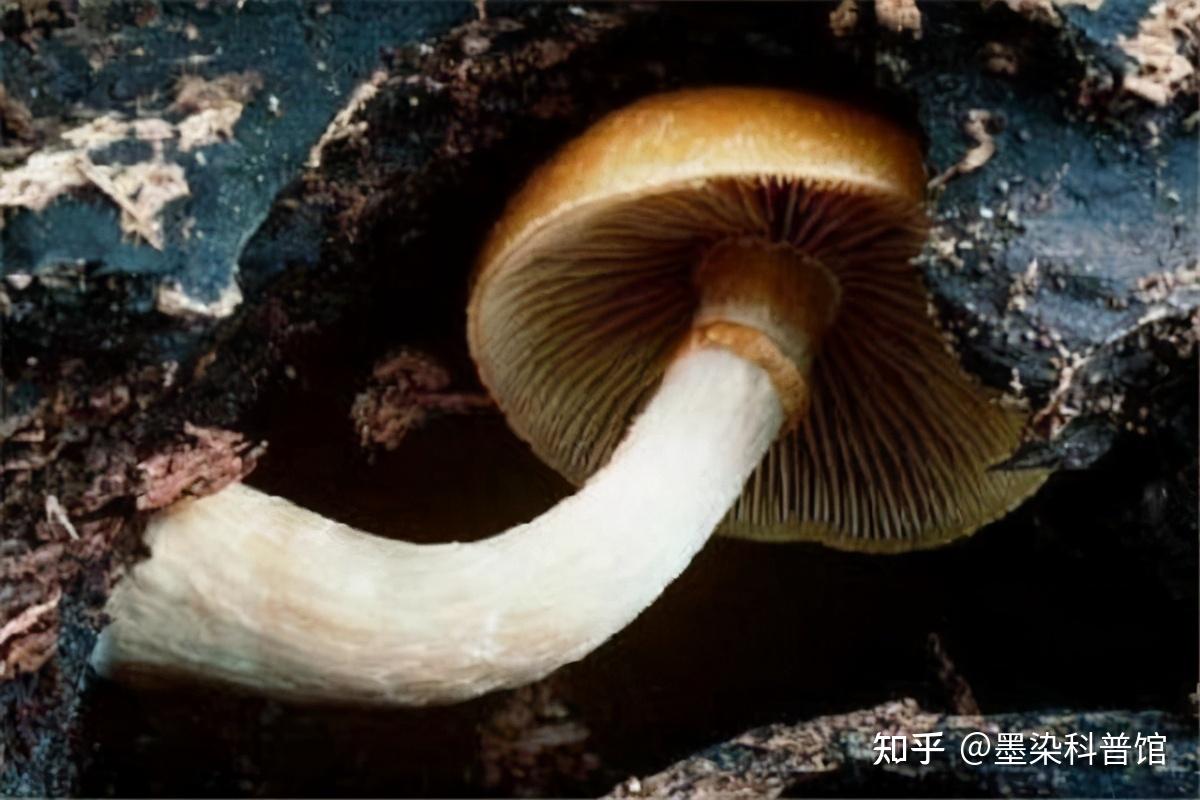 *暗褐丝膜菌(宁夏新记录种)-贺兰山真菌-图片