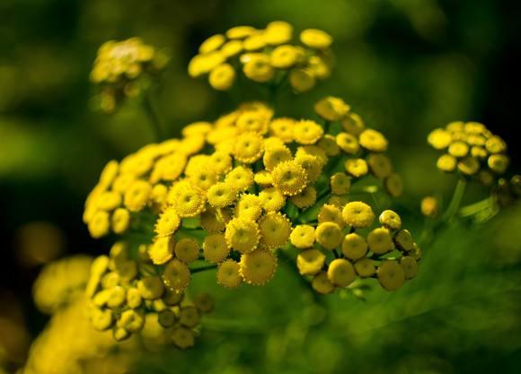 春天开黄色花的草本植物 知乎