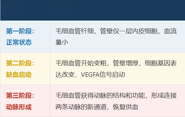 心脏的