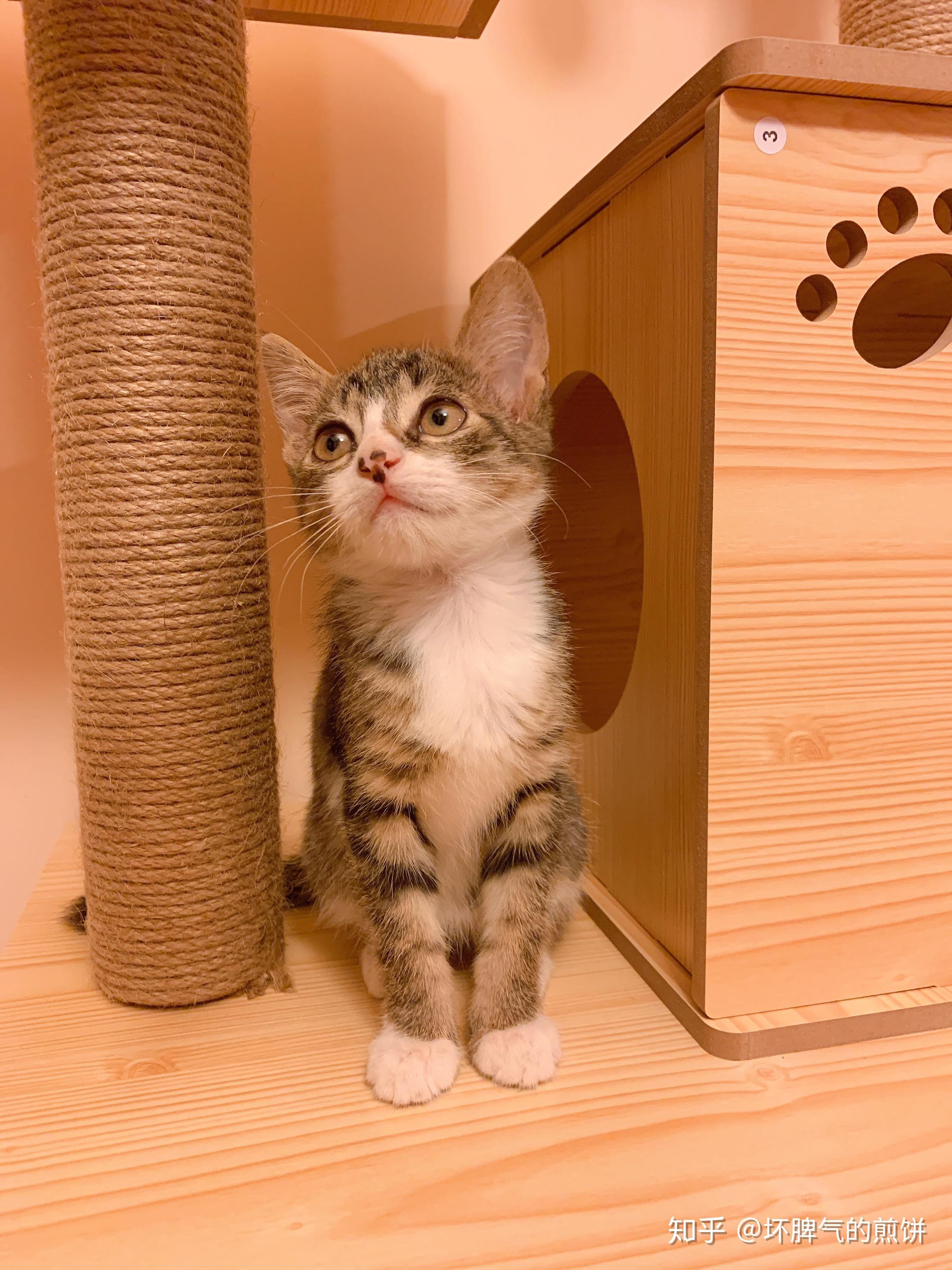 可以晒一下你家的白手套猫咪吗? - 知乎