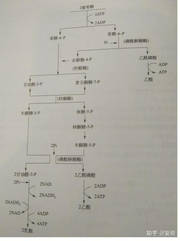 微生物产能代谢途径和能量转化 - 知乎