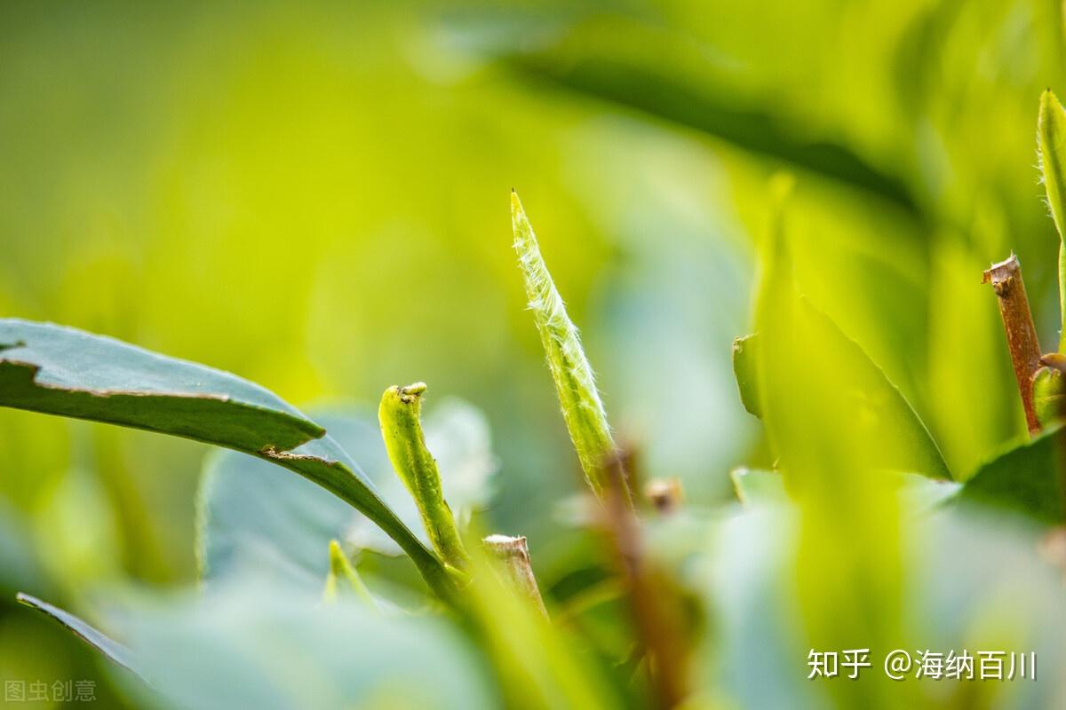 福鼎白茶与安吉白茶:所属茶系、感官特征、产地、品种、都不同-福鼎白茶与安吉白茶区别