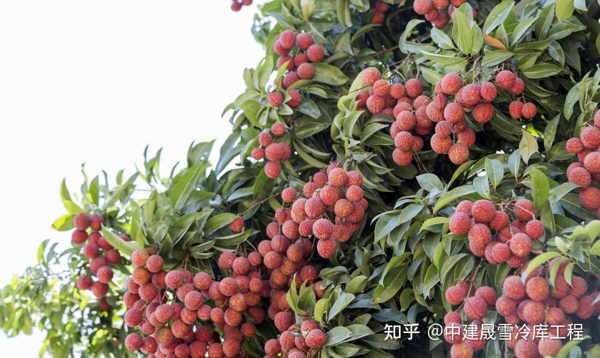 从《长安的荔枝》看古代保鲜智慧与现代冷链技术的演进 - 知乎