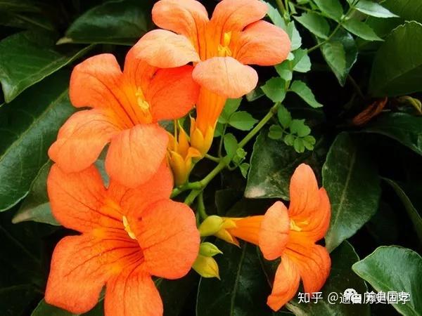 如懿传中如懿在冷宫中经常提到的凌霄花有什么寓意