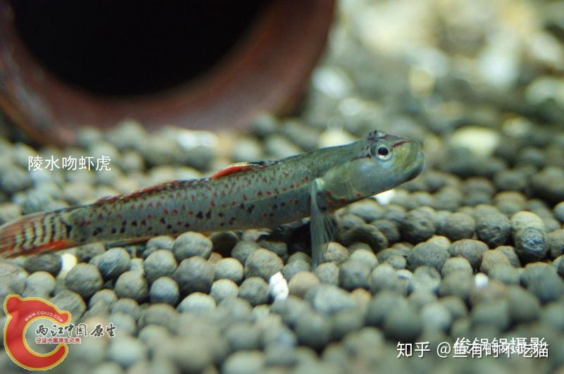 中國原生魚吻蝦虎魚圖鑑