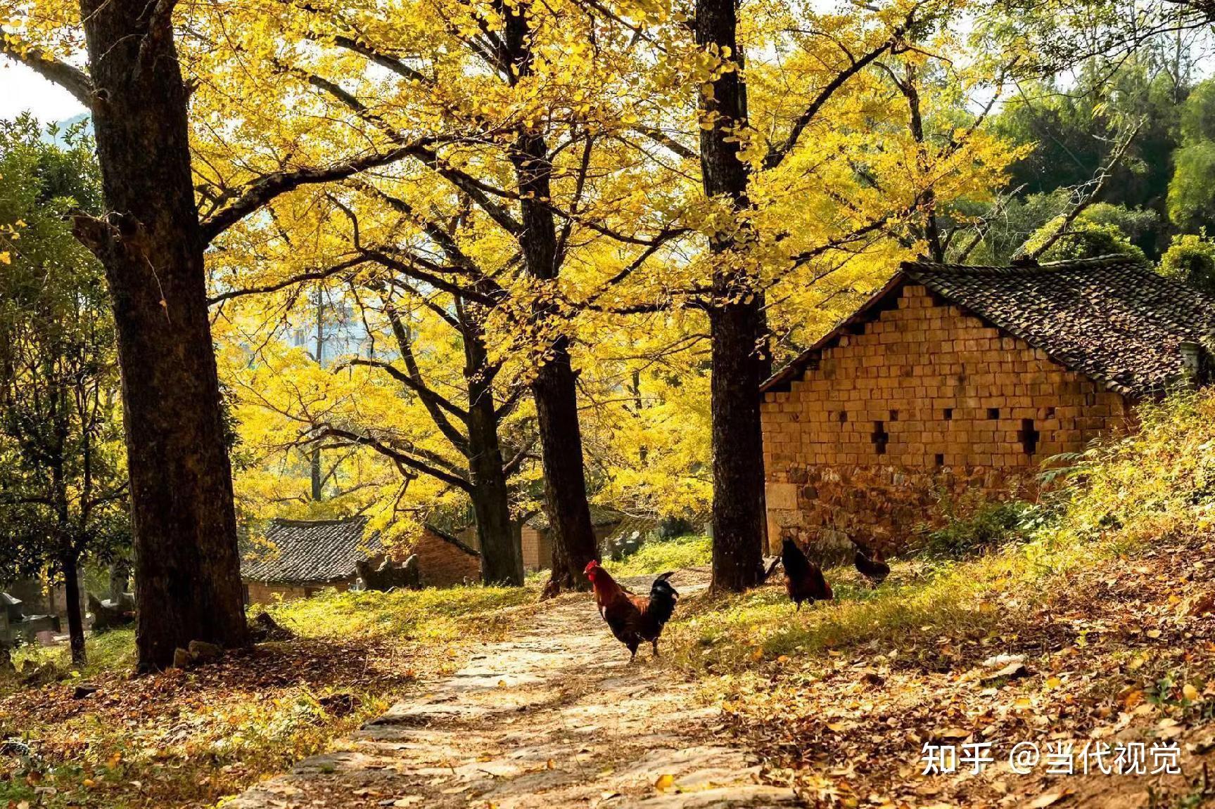 满眼古树古院落广西灵川县拨动乡村振兴特色音符
