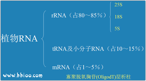RNA的琼脂糖凝胶电泳实验原理和步骤 - 知乎