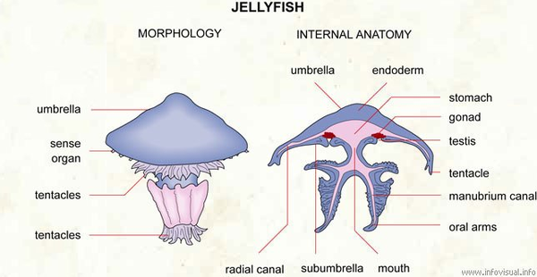 水母的身体结构图片