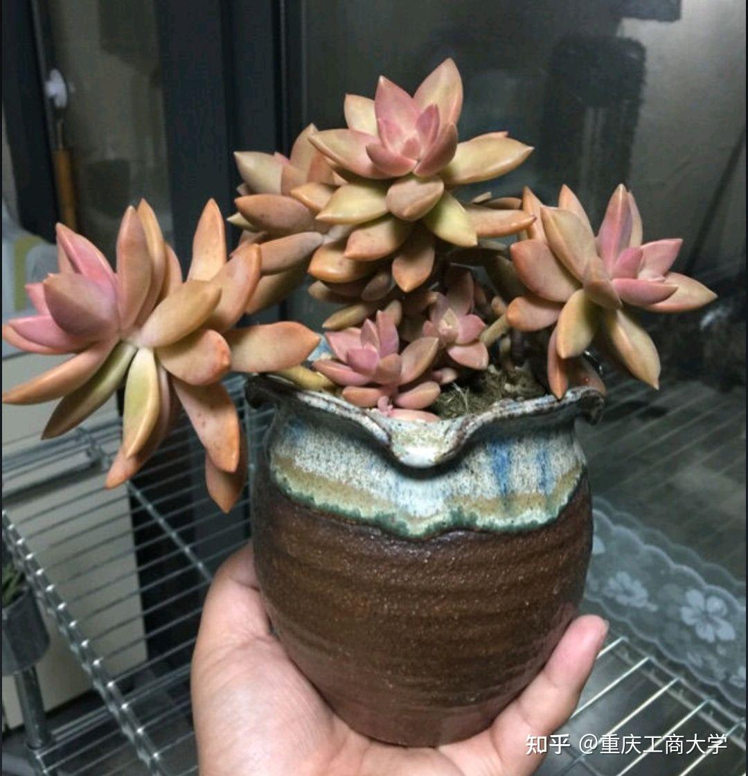 值得推荐的40种多肉15铭月