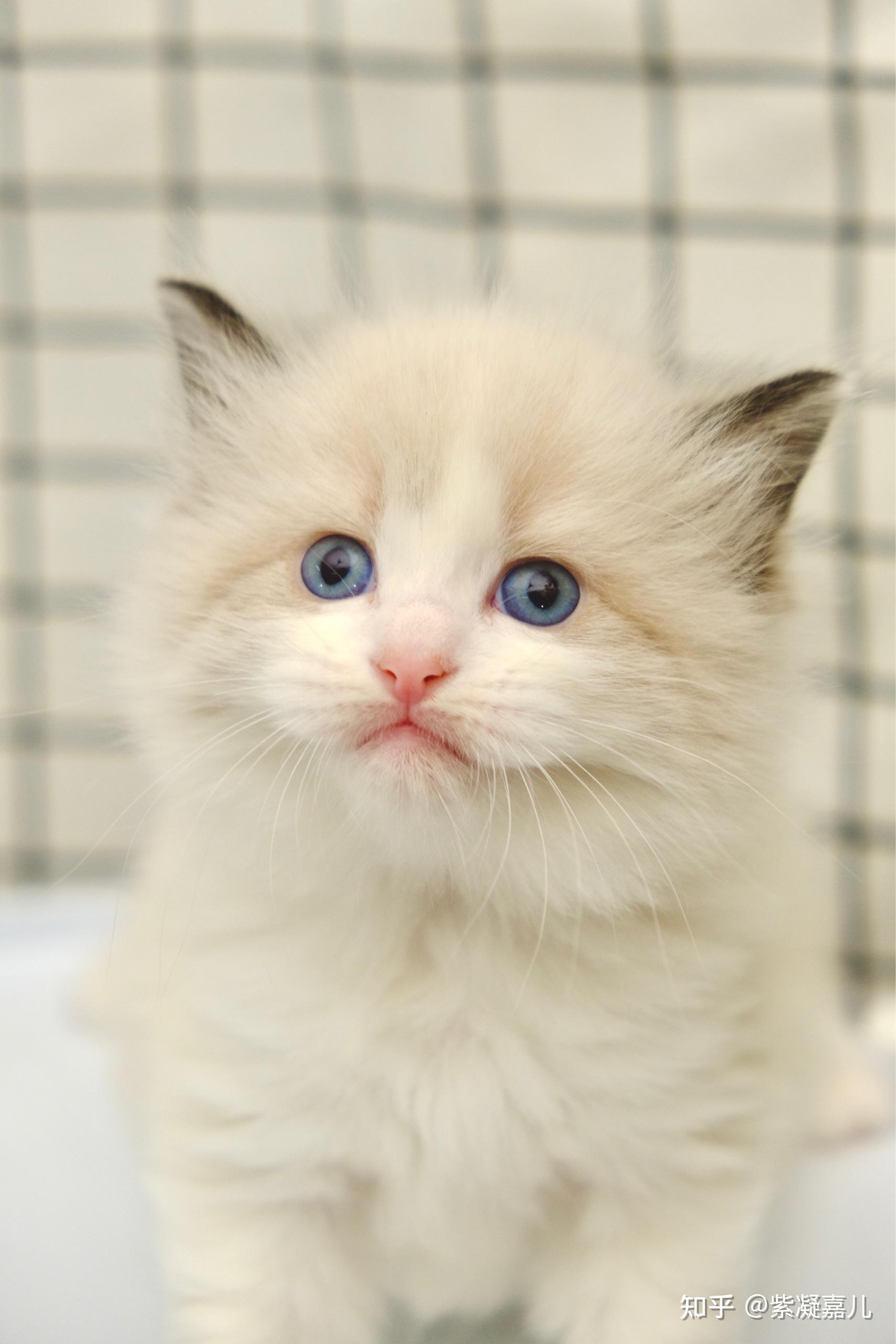 我家新生的布偶猫咪可以帮忙定价吗一个月多点