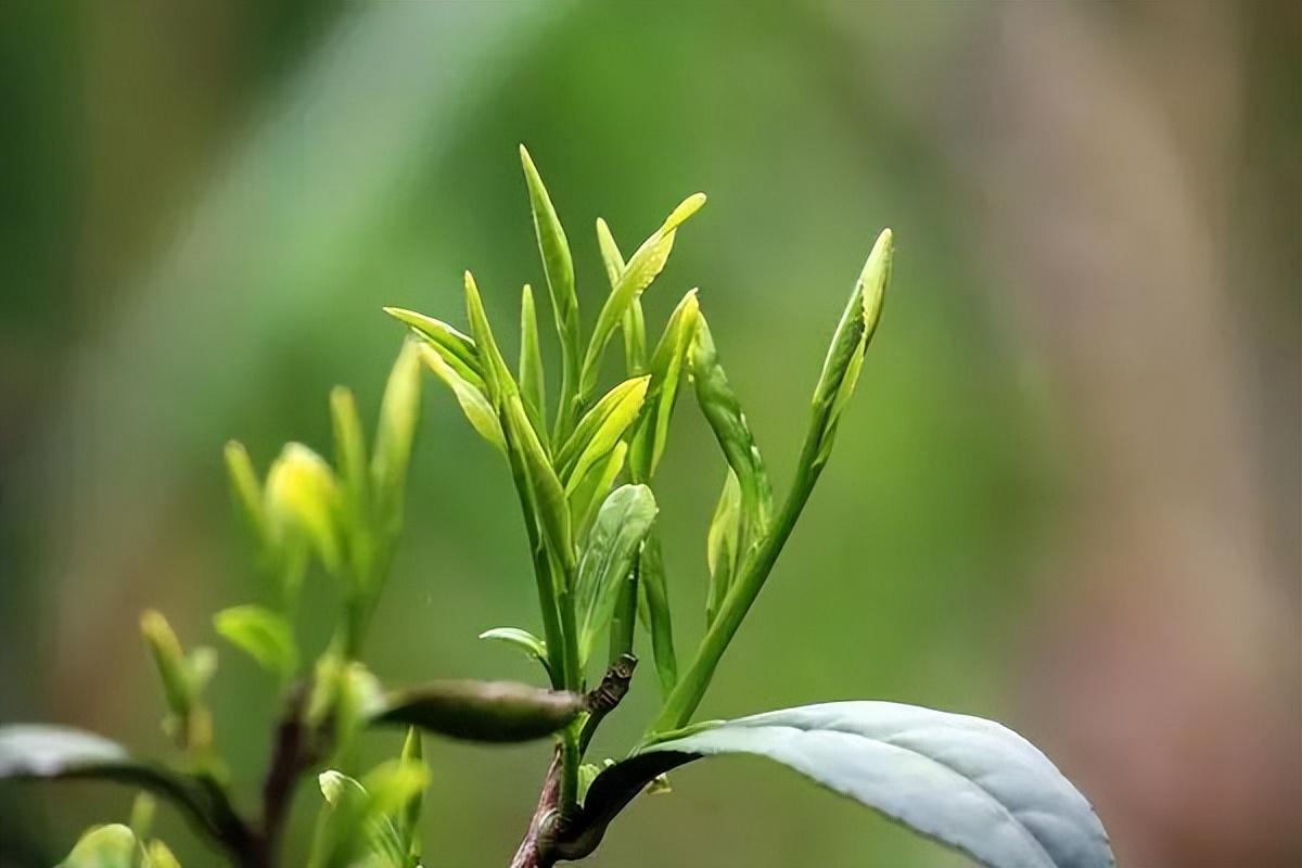 黄茶 | 黄小茶 霍山黄芽 -- 唐时以兵三千兵保护的茶 - 知乎