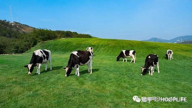 国版美赞臣:标注是新西兰奶源part 4各版美赞臣营养特点不同各