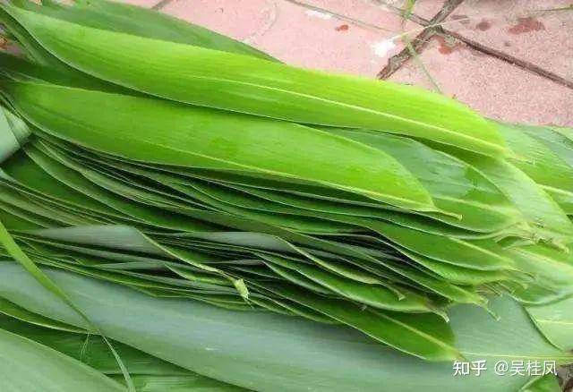 以“棱角叶”箬竹 为榜 泽以乡民 - 知乎