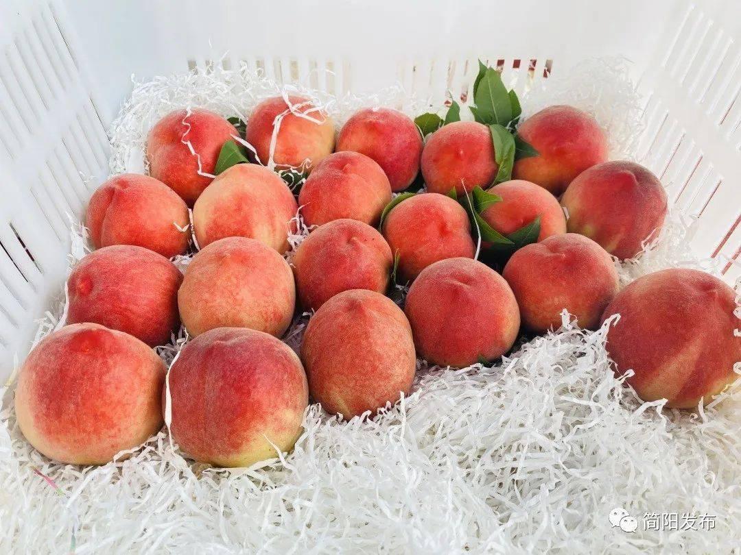 云龙胭脂脆桃熟咯走尝鲜去