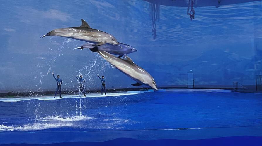 日照海洋公园旅游攻略,适合亲子游的景点 - 知乎