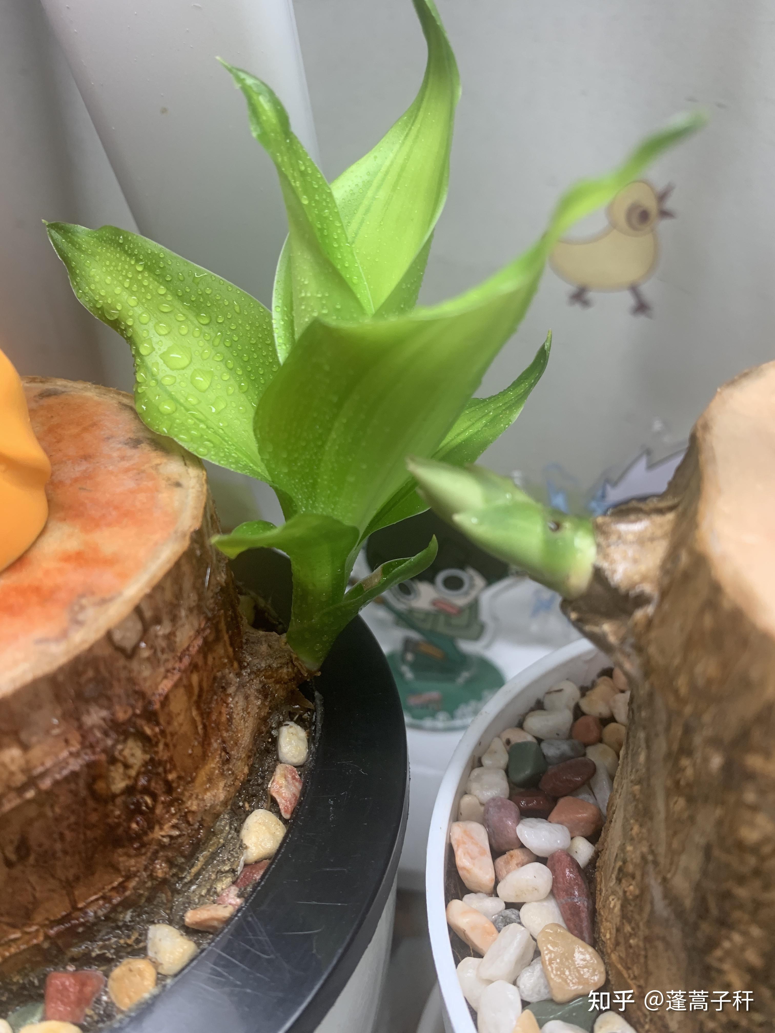 土培巴西木成长记92(持续更新ing) - 知乎