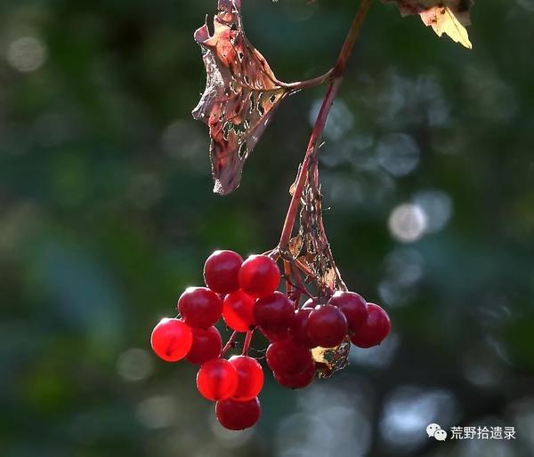囧妈 片尾曲 红莓花儿开 红莓 指的是什么植物 红莓花儿开 太阳网络