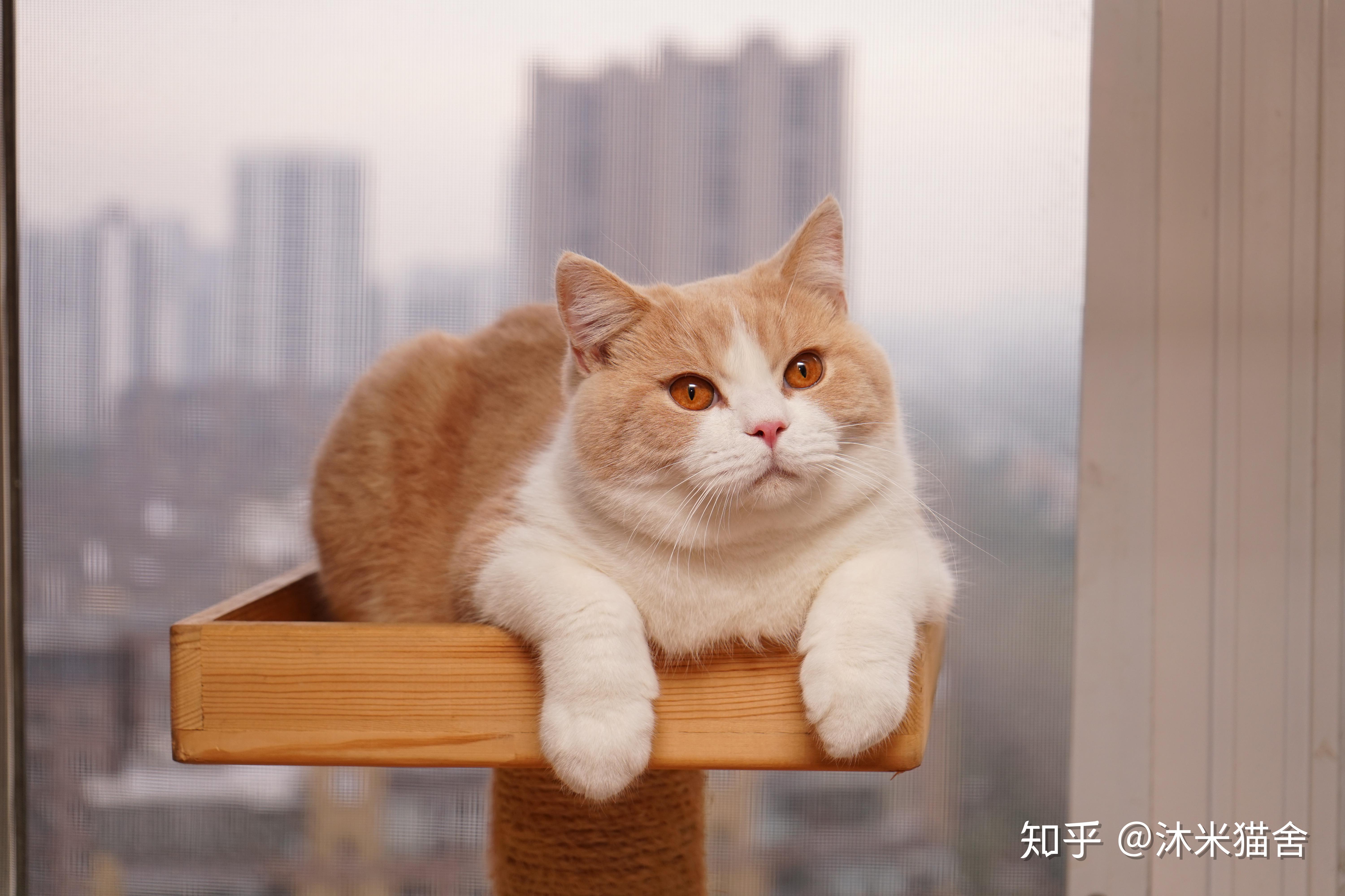 能分享一下你养的乳白英短吗