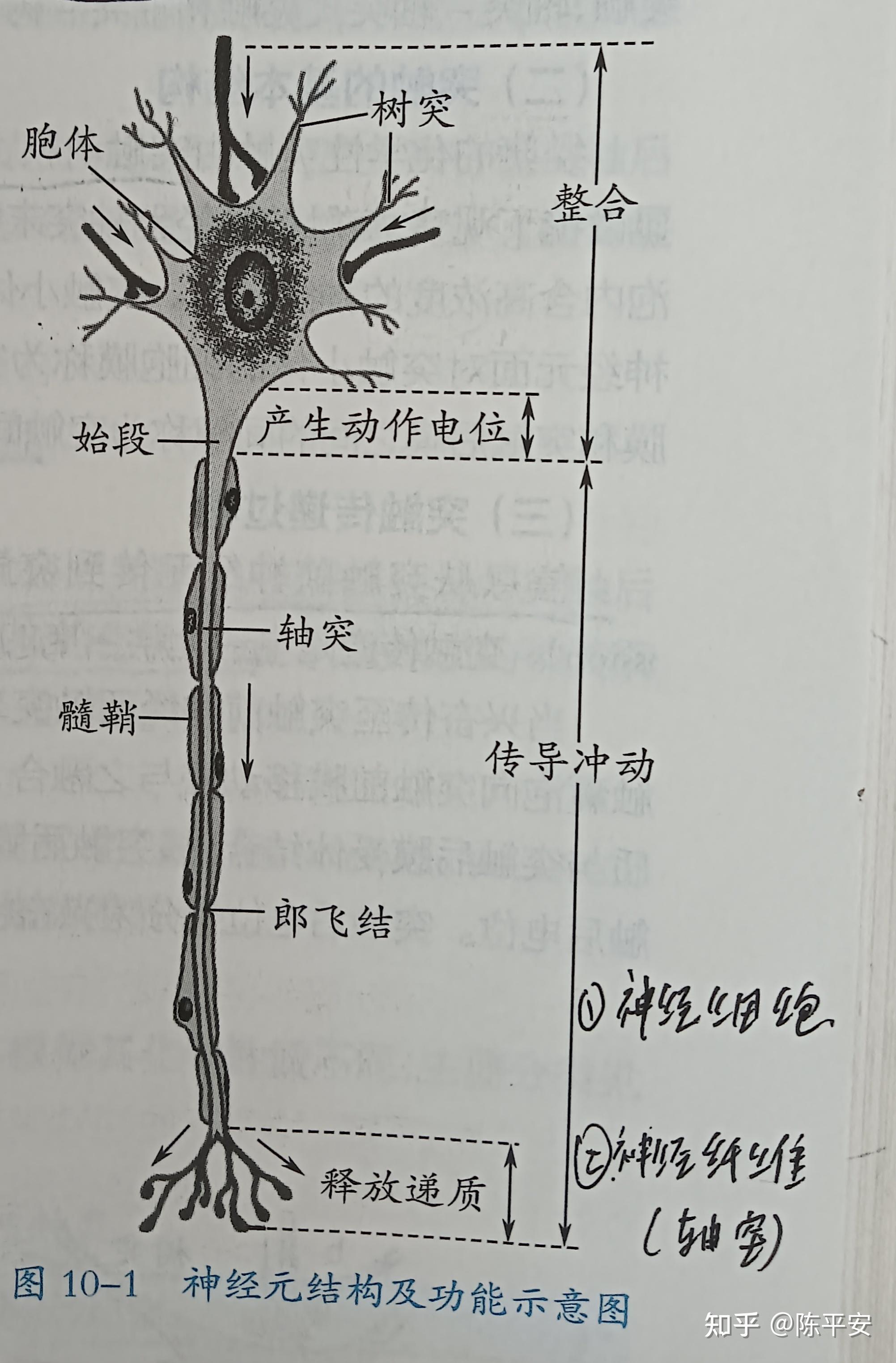 突触传递方向示意图图片