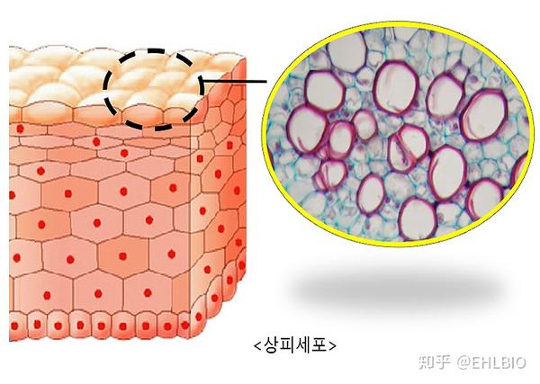 上皮细胞那么,人体如何应对包括像新冠病毒在内的病毒入侵呢? 我们身体的