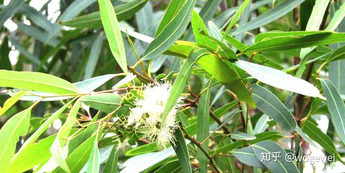 11,eucalyptus citriodora oil 柠檬桉油