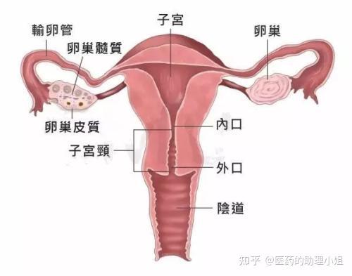 左右卵巢位置示意图图片