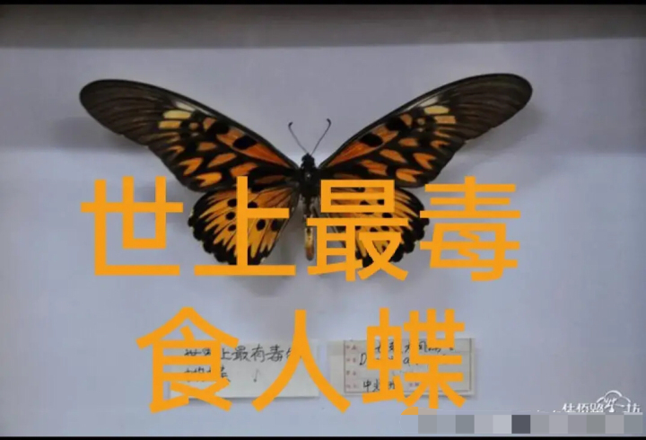 打假蹭光环之人