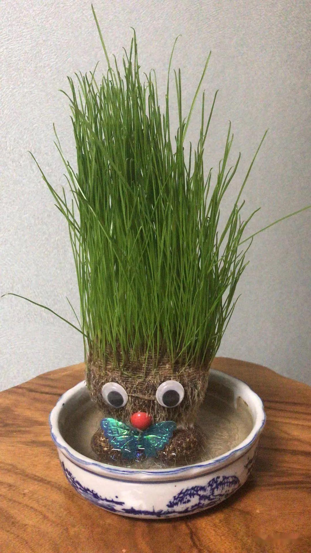 草头娃娃养成记 - 知乎