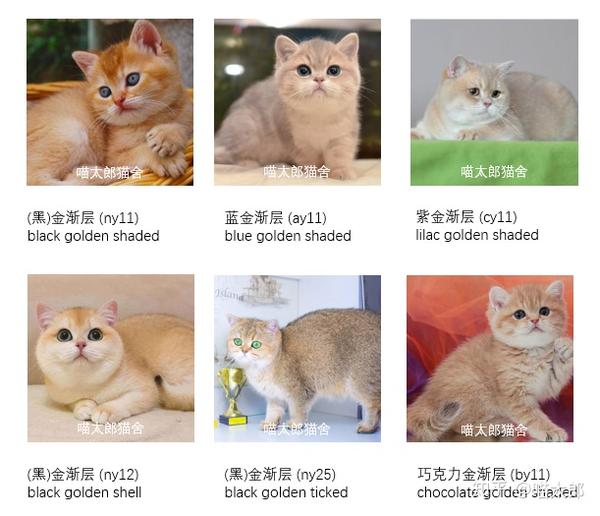 一文看懂英短金渐层色号