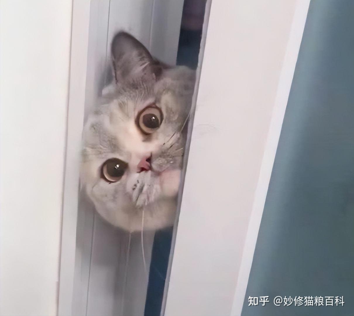 在跟它玩躲猫猫游戏