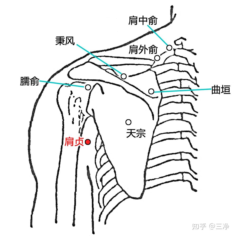 肩膀学位图解大全图片图片