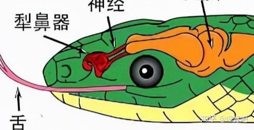 5米长60斤重巨蛇现身深圳地铁口或以流浪猫狗为食不怕雄黄