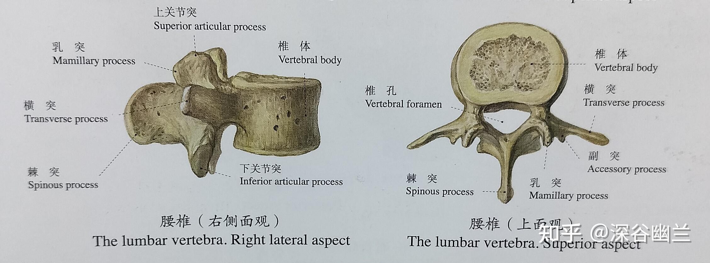 从科学角度解读中医经络养生 第8节