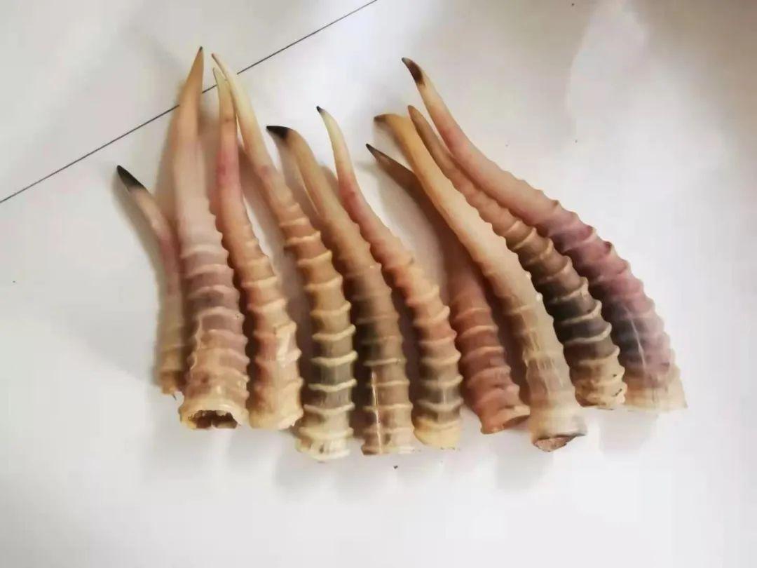 濒危野生动物制品犯罪嫌疑人姜某某现场收缴疑似羚羊角10只,疑似羚羊