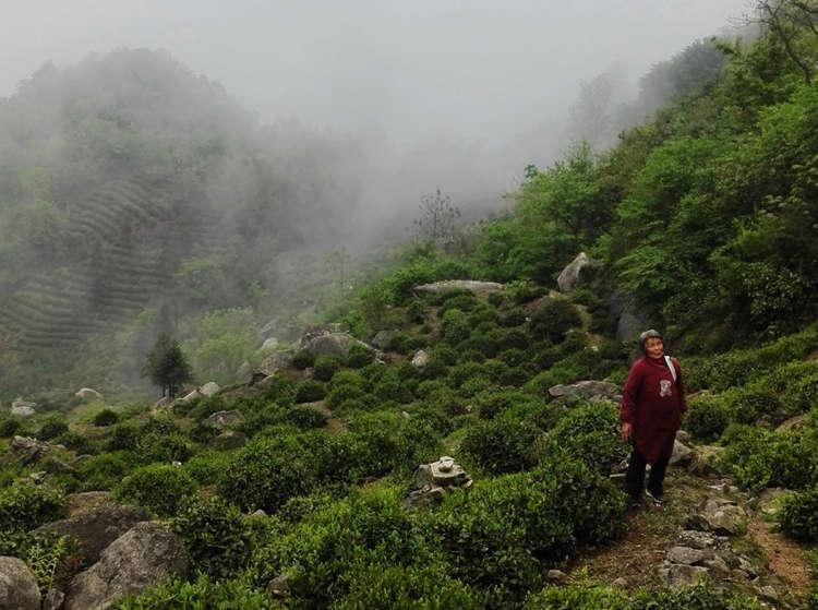 茶垢茶山图片