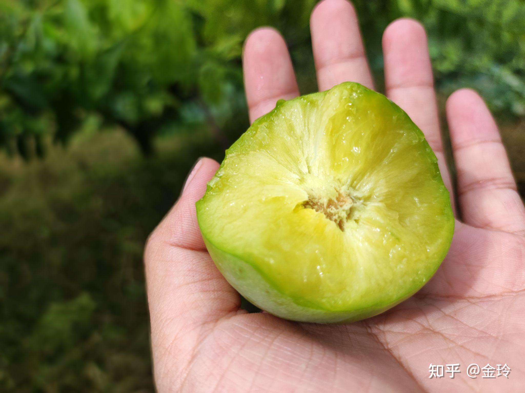 巴山脆李 - 知乎