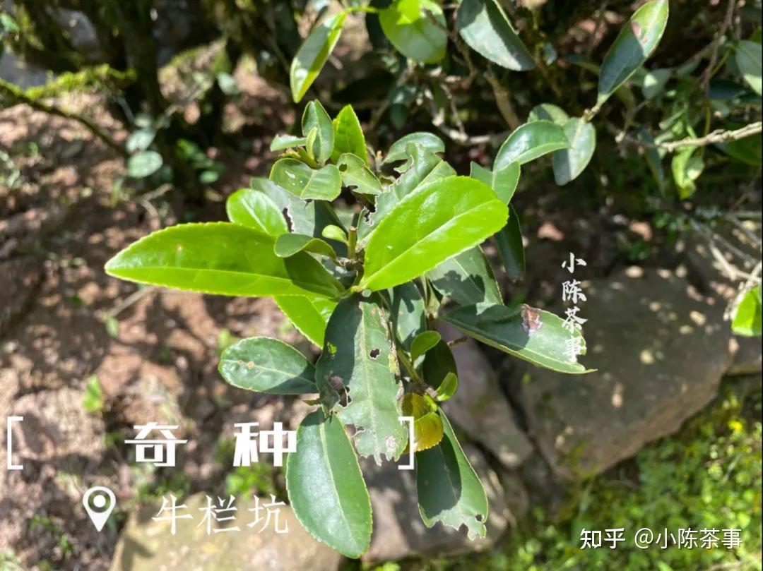 不可小觑的武夷岩茶还有哪些你不知道的奇种随村姑陈来揭秘吧
