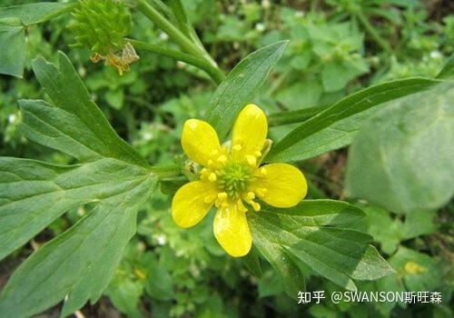 这20种抗炎草药能帮助缓解炎症你知道吗