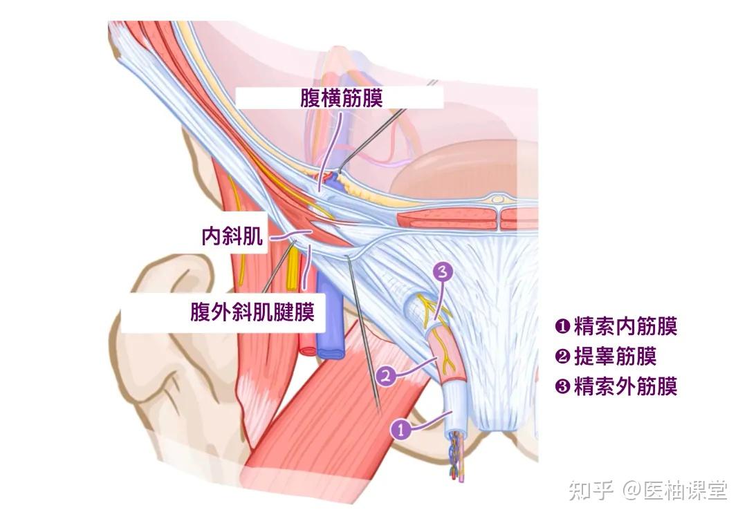 人体解剖学基础:腹股沟