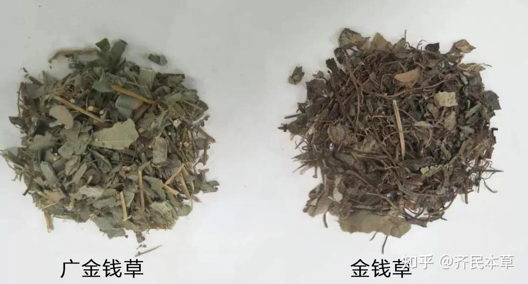 广东金钱草图片和功效图片