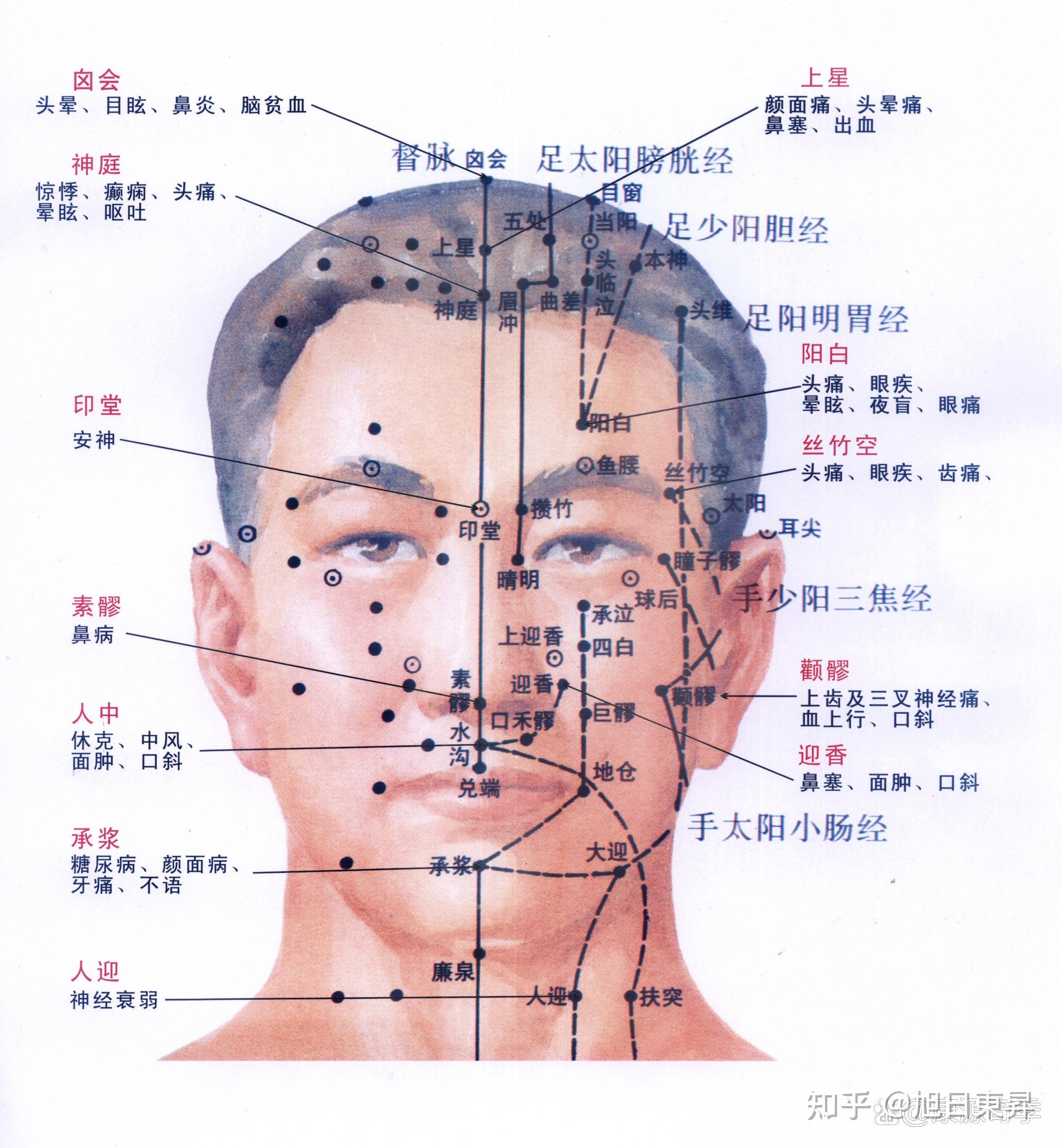 常用穴位系列一之头颈部常用穴位