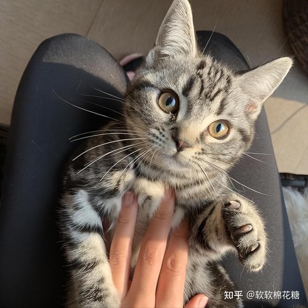 为什么推荐养美短?看了这篇后,我也心动了! - 知乎