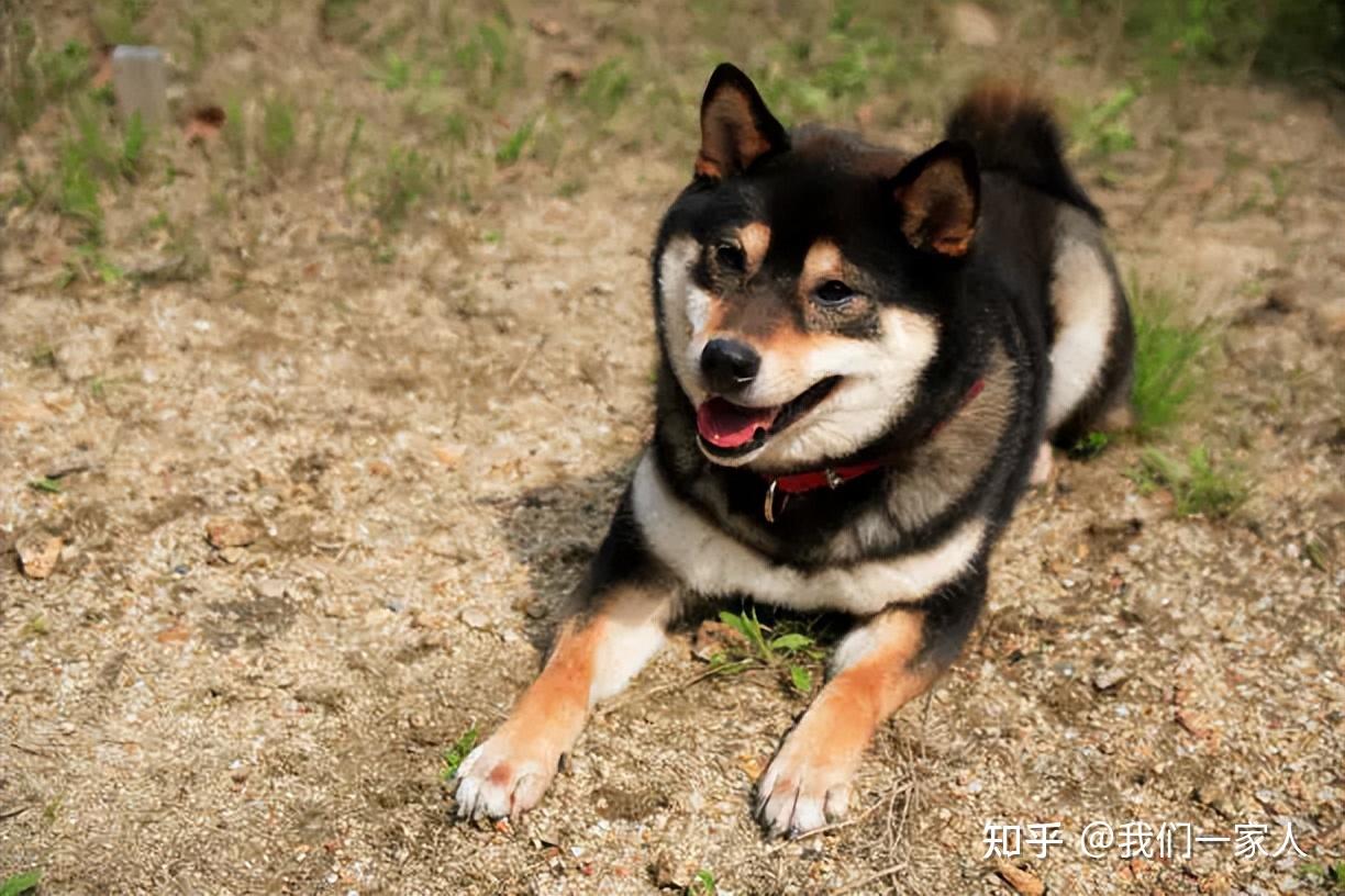 柴犬多少钱一只?附上最新价格表,别买贵了