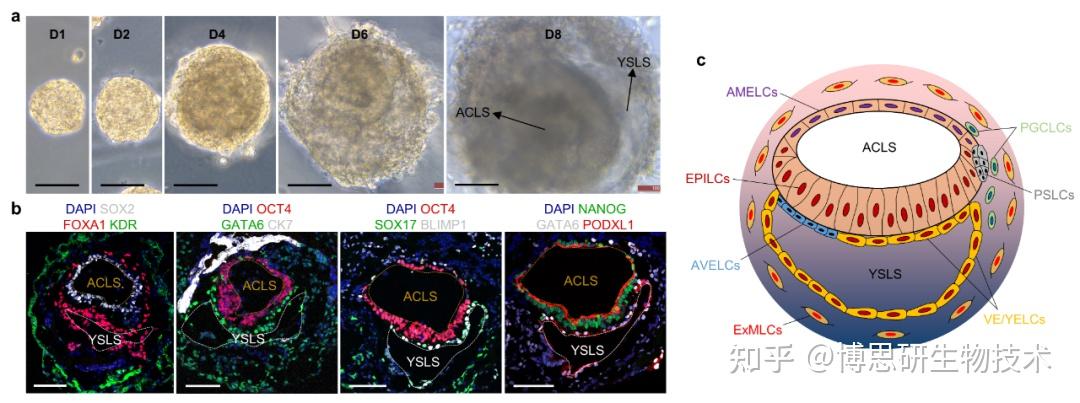 Cell Research | 李天晴/艾宗勇/季维智构建人着床胚胎模型并解析着床期胚胎发育机制 - 知乎